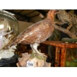 Taxidermy - a grouse.