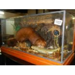 Taxidermy - a cased weasel with fish.
