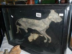 Taxidermy - A cased mummified cat with kitten.