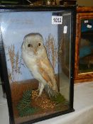 Taxidermy - a cased owl.
