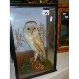 Taxidermy - a cased owl.