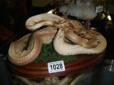 Taxidermy - an albino snake.