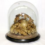 Victorian fruit in leather under glass dome