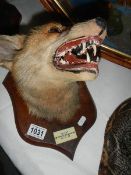 Taxidermy - a fox head with plaque reading "Dick", Chawley Wood, 24-10-32.