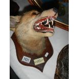 Taxidermy - a fox head with plaque reading "Dick", Chawley Wood, 24-10-32.