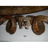 Taxidermy - ram horns.