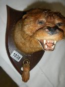 Taxidermy - an otter head.