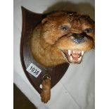 Taxidermy - an otter head.