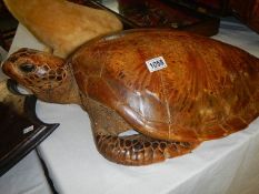 Taxidermy - a large turtle.