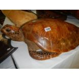 Taxidermy - a large turtle.