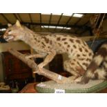 Taxidermy - an ocelot?