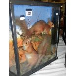 Taxidermy - cased red squirrels.