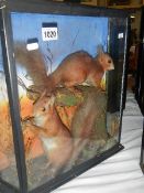Taxidermy - cased red squirrels.
