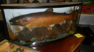Taxidermy - a cased trout.