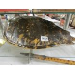 A large turtle shell.