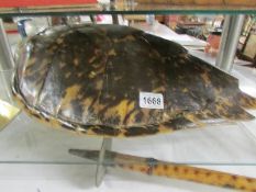 A large turtle shell.