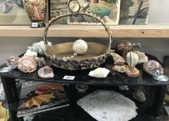 A quantity of seashells and coral (2 shelves)