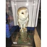 Taxidermy - a cased barn owl.