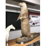 Taxidermy - a standing otter.