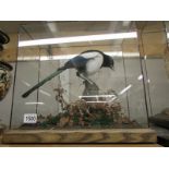 Taxidermy - a cased magpie.