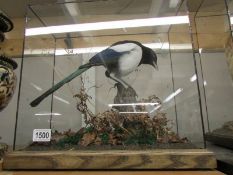 Taxidermy - a cased magpie.