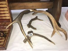 A quantity of antlers