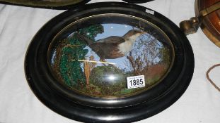 Taxidermy - a bird in oval domed front frame.