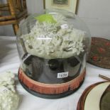 A Victorian coral under glass dome.