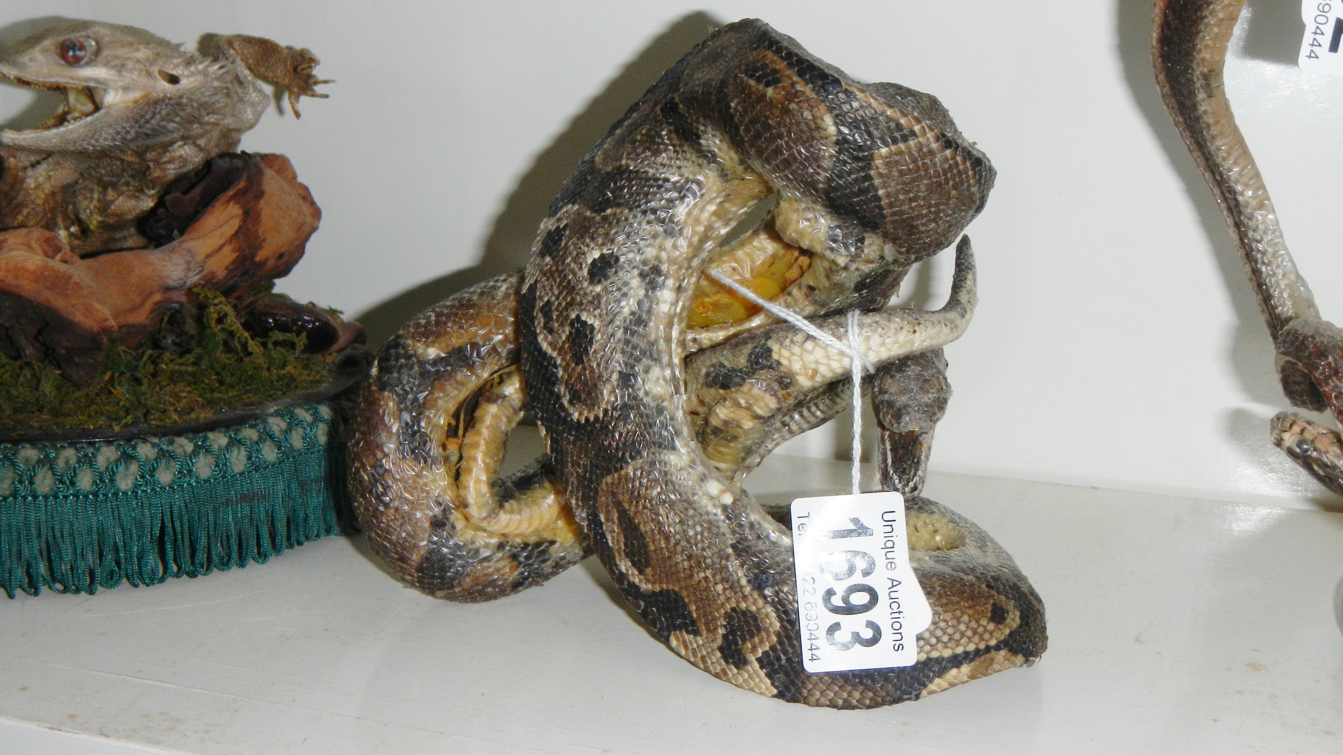 Taxidermy - snake.