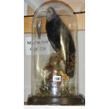 Taxidermy - a large rook/raven under glass dome.