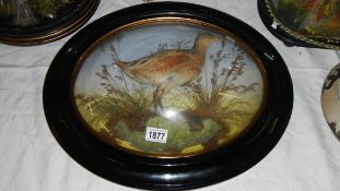 Taxidermy - a bird in dome fronted frame.