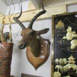 Taxidermy - an antelope head on wooden plaque inscribed Pallah, Zululand,