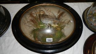 Taxidermy - a snipe in domed front frame.