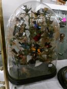 Taxidermy - approximately 15 exotic foreign birds under glass dome, 70cm tall.