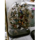 Taxidermy - approximately 15 exotic foreign birds under glass dome, 70cm tall.