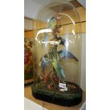 Taxidermy - a Victorian display of 2 parakeets and 2 smaller birds under glass dome.