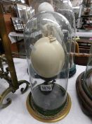An ostrich egg on stand surmounted elephant under glass dome., 40 cm tall.