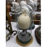 An ostrich egg on stand surmounted elephant under glass dome., 40 cm tall.