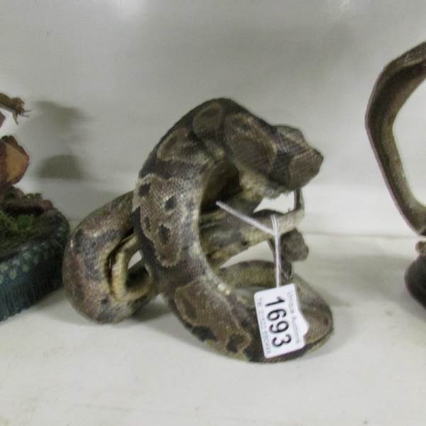 Taxidermy - snake. - Image 2 of 2