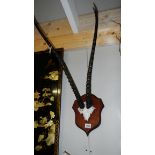 Taxidermy - horns on a shield.