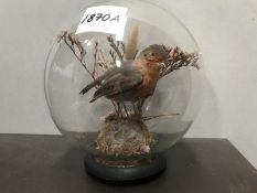 A robin in glass dome