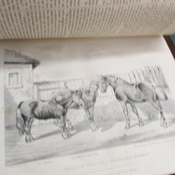 2 volumes 'The book of Field Sports and Library of Veterinary Knowledge' edited by Henry Downes - Image 6 of 6