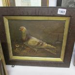 A Victorian oak framed pigeon in embossed card.