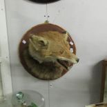Taxidermy - a fox head and tail.