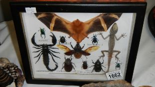 Taxidermy - a case containing fire bat, lizard, scorpion, beetles etc.