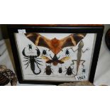 Taxidermy - a case containing fire bat, lizard, scorpion, beetles etc.