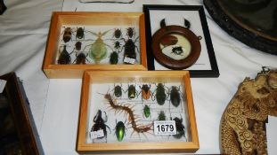 Taxidermy - 2 small cases of beetles and other items.