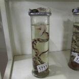 Taxidermy - a snake in a jar.