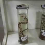 Taxidermy - a snake in a jar.