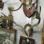 Taxidermy - antlers on wooden shield.